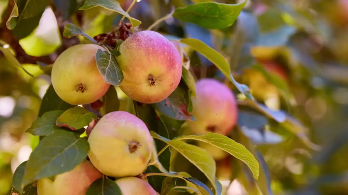 Äpple kalorier illustration